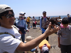 サンゴ移植、江ノ島、現代座 072.jpg